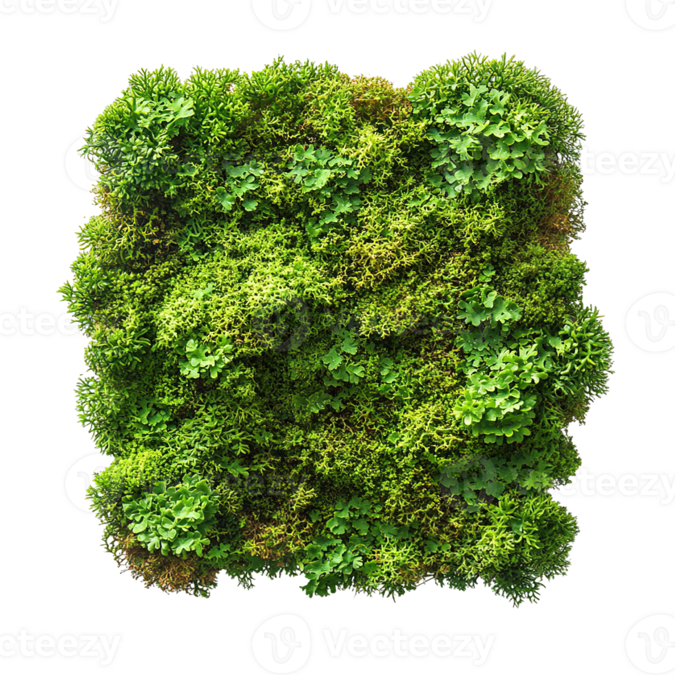 Natural Green Moss Patches Isolated on Transparent Background png