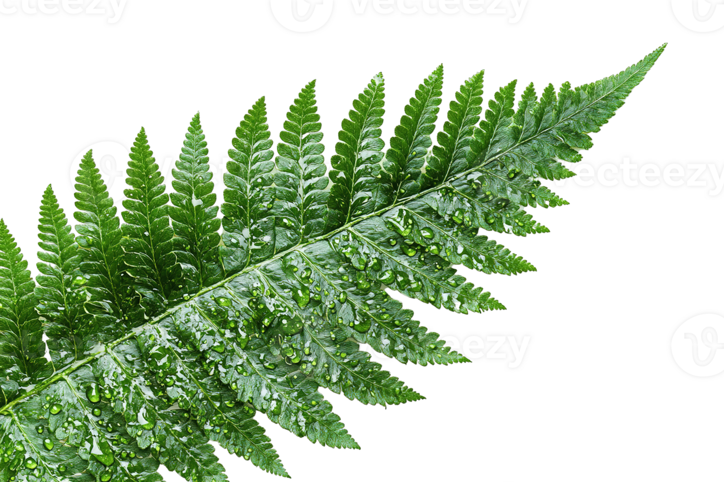Close-up of a Vibrant Green Fern Leaf with Water Droplets and Detailed Veins on a Transparent Background png