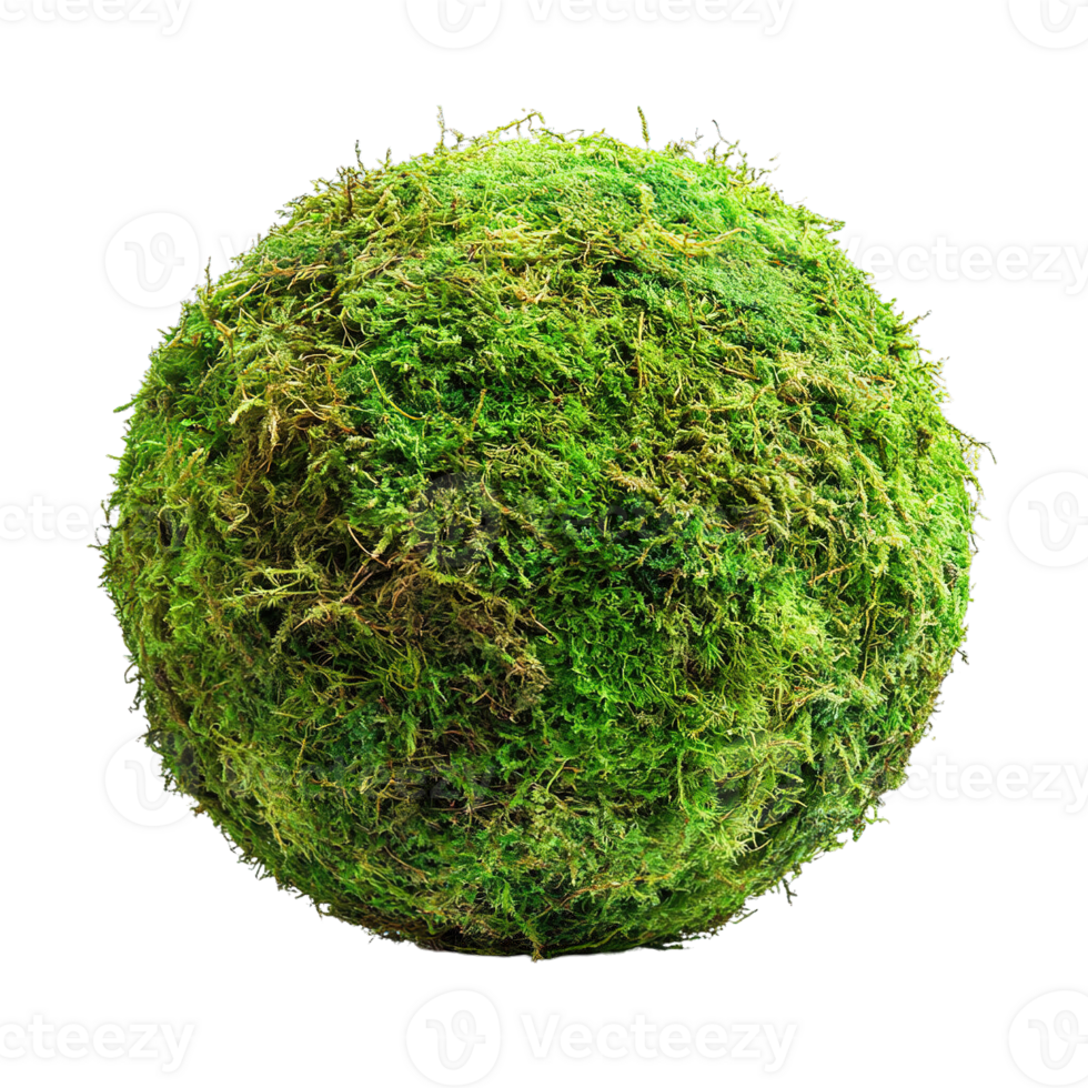 Decorative Moss Ball with Dense Green Moss Texture Isolated on a Transparent Background png