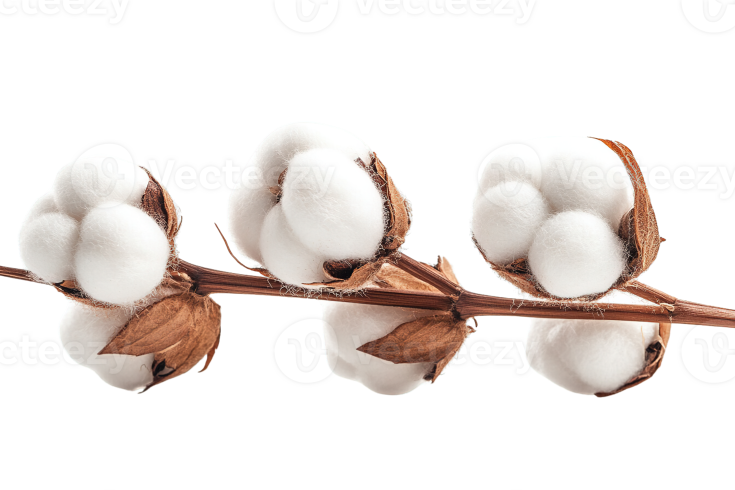 Pure White Cotton Bolls on Brown Stem on Transparent Background png