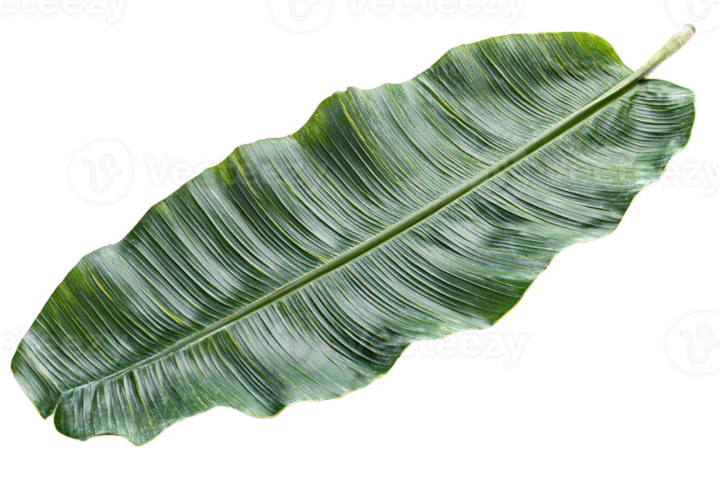 Fresh Green Banana Leaf with Natural Veins and Fibrous Texture Isolated on Transparent Background png