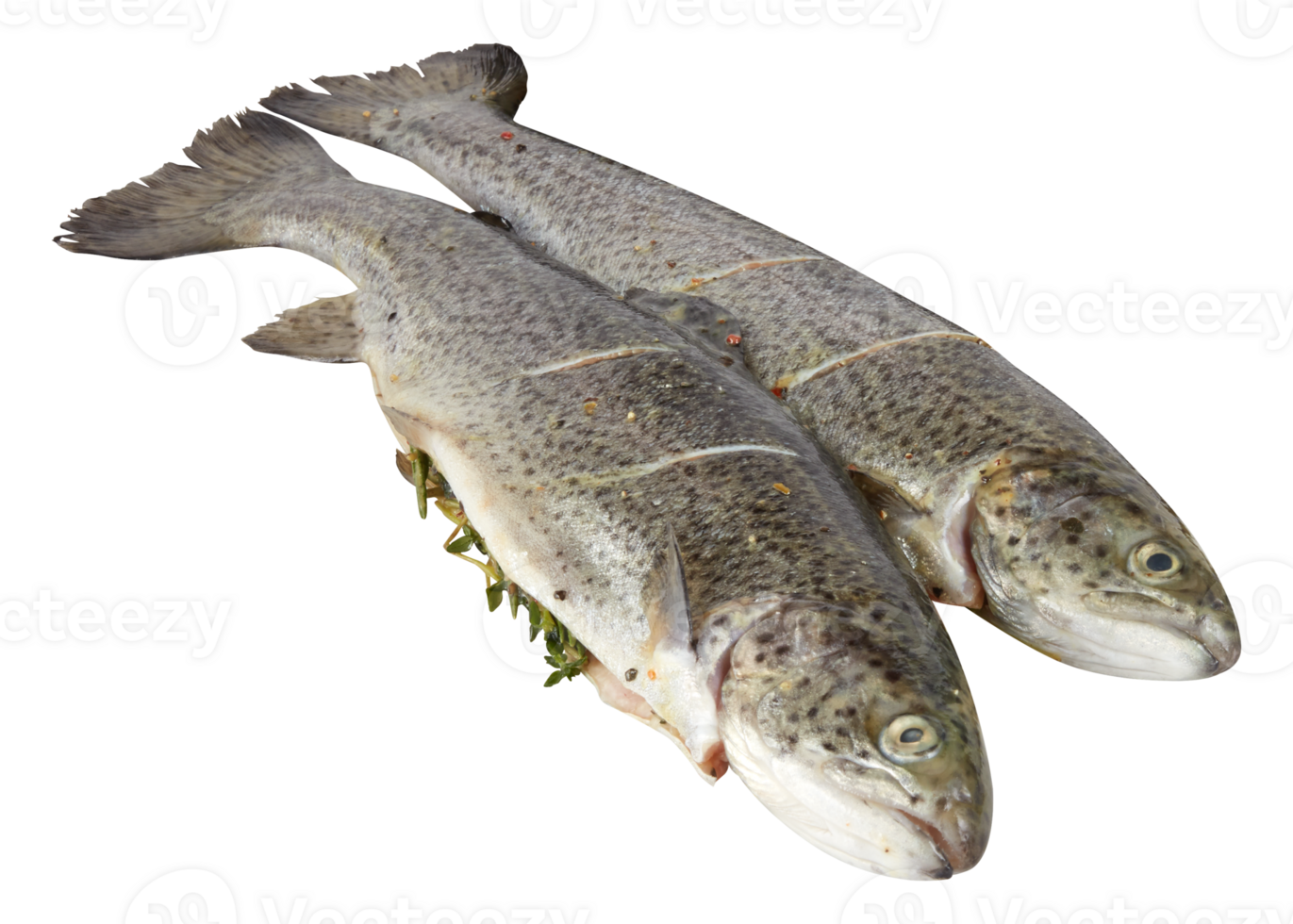 fresh 2 salmon cut out isolated transparent background png