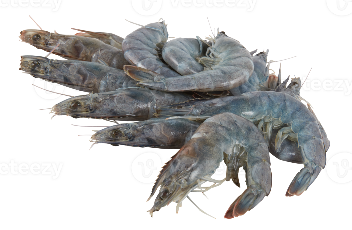 fresh pile of shrimp cut out isolated transparent background png