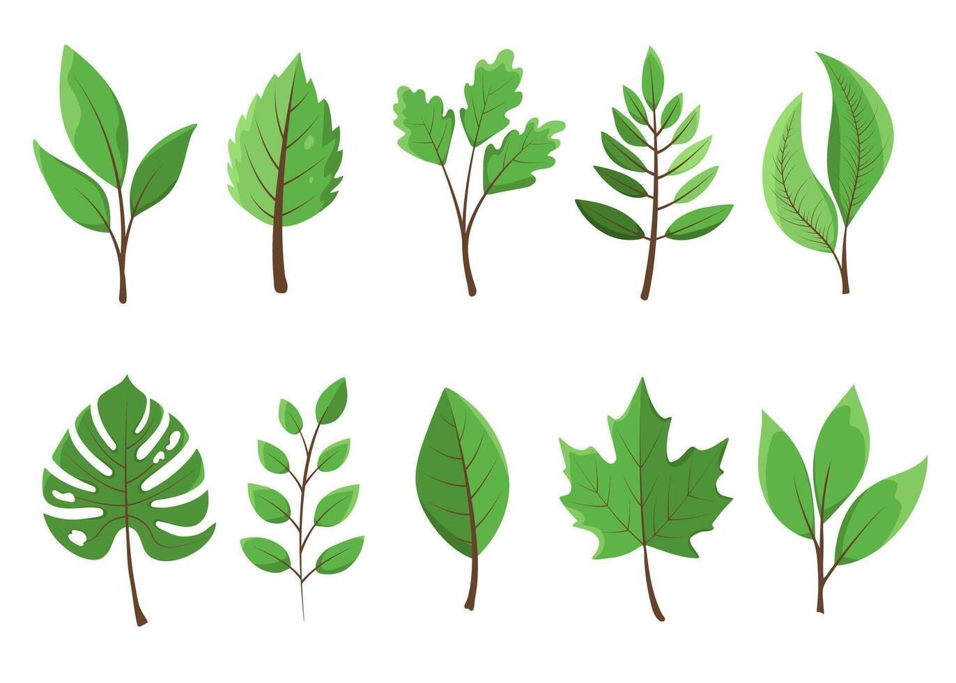 Fresh green leaves collection. Popular trees foliage set for decoration, design, eco projects. Green maple leaf, oak leaf, monstera, fern, birch, elm, beech poplar vector