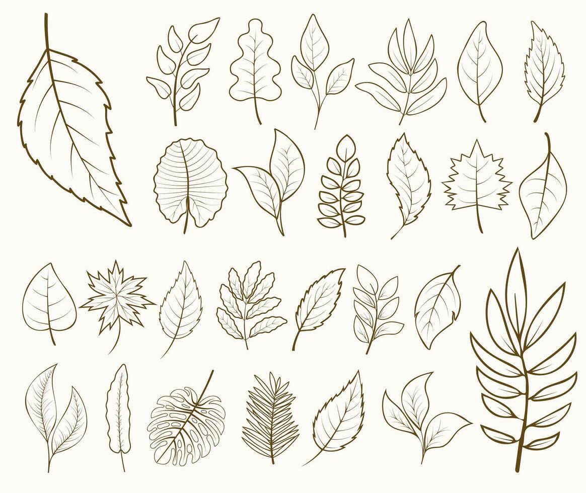 Set of outlined leaves isolated on a white background. foliage from different trees for cards, logo, decorations, invitations, cosmetic designs, stickers. vector