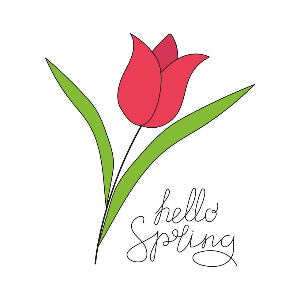 Hello spring. Inscription, phrase, hand lettering. Flower, tulip. Drawing. vector