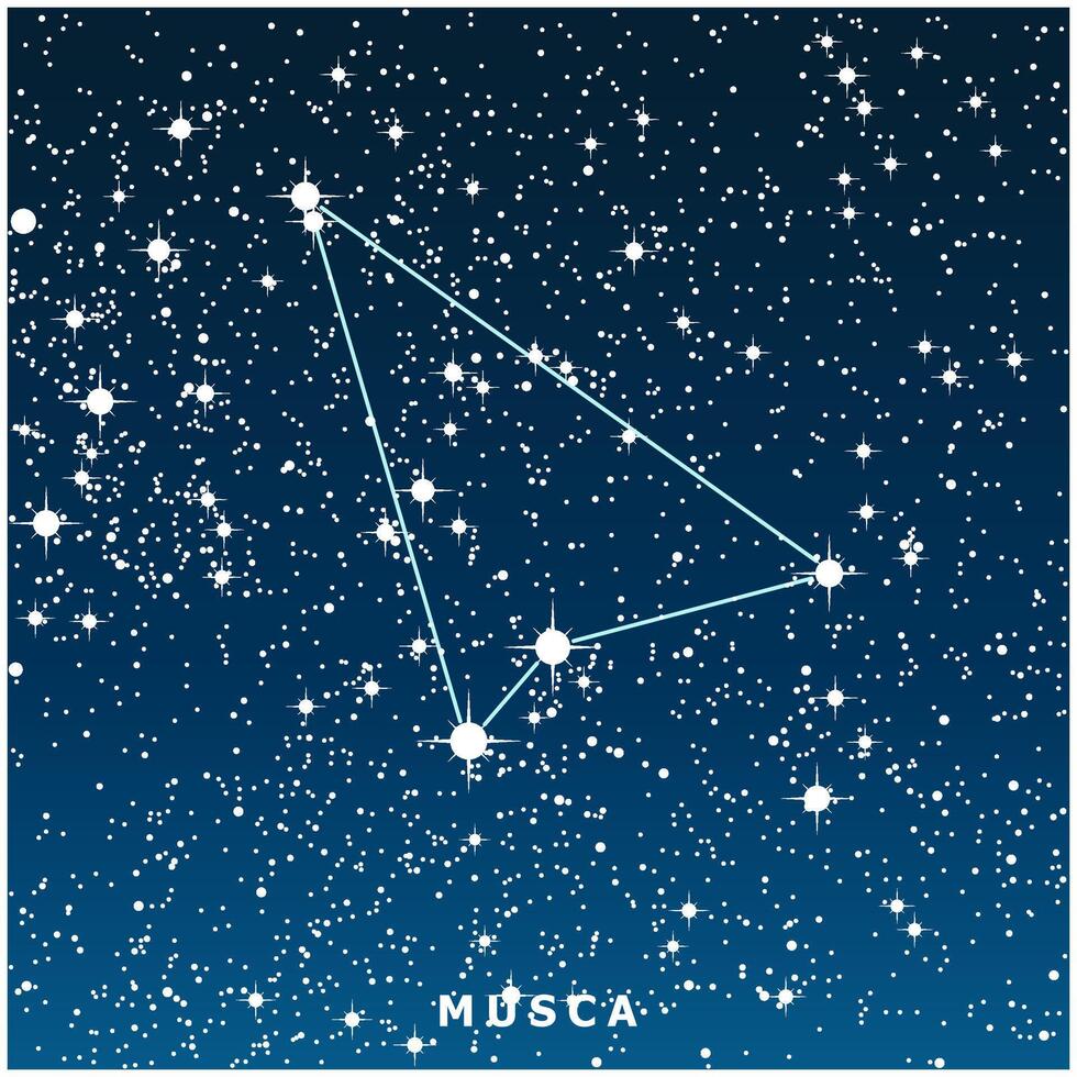 A dark blue illustration of the Musca constellation with glowing stars vector