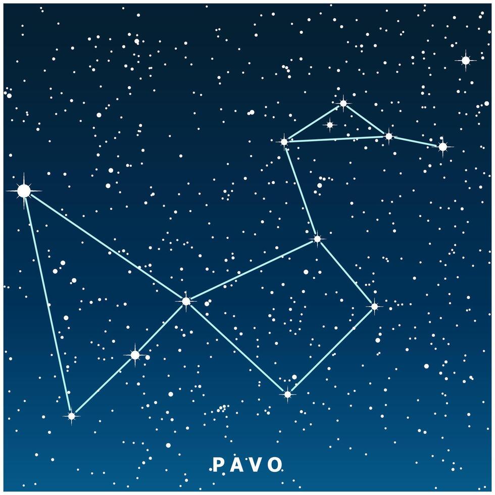 A dark blue illustration of the Pavo constellation with glowing stars vector