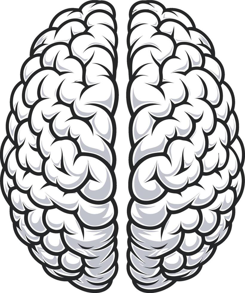 human brain illustration On White Background eps 10 vector