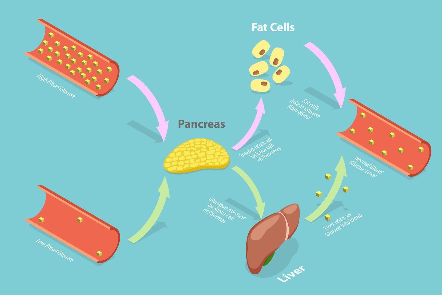 3D Isometric Flat Conceptual Illustration of Insulin And Glucagon vector