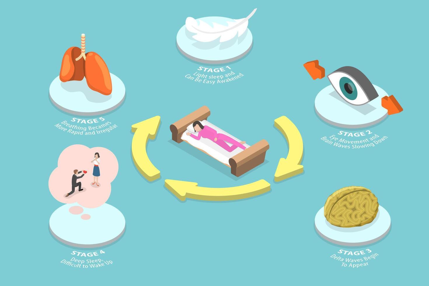 3D Isometric Flat Conceptual Illustration of Sleep Cycle vector
