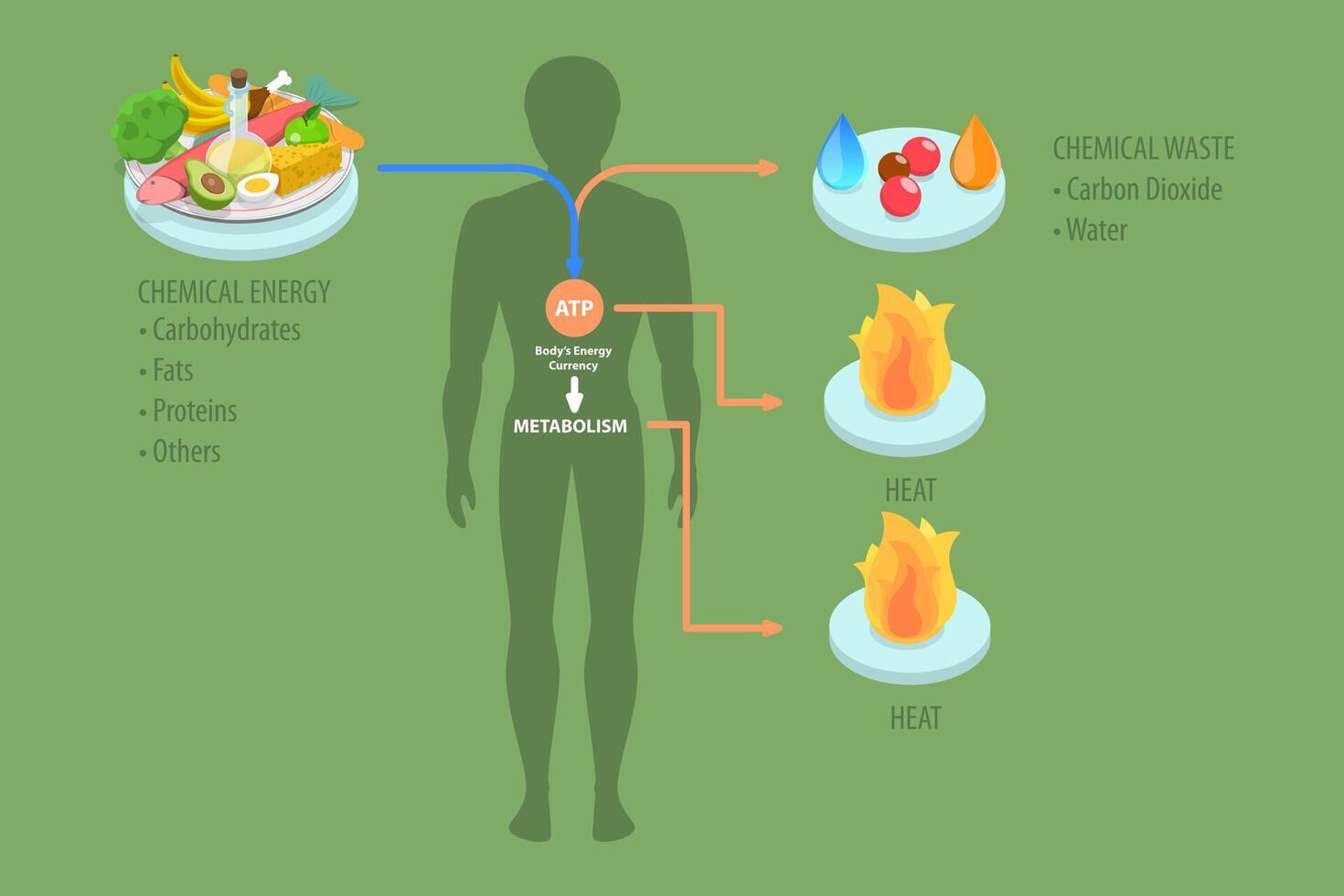 3D Isometric Flat Conceptual Illustration of Role Of ATP In Metabolism. vector