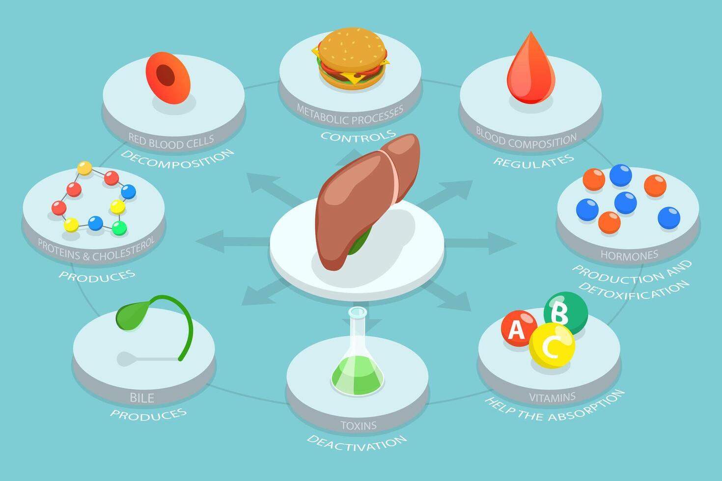 3D Isometric Flat Conceptual Illustration of Liver Functions vector