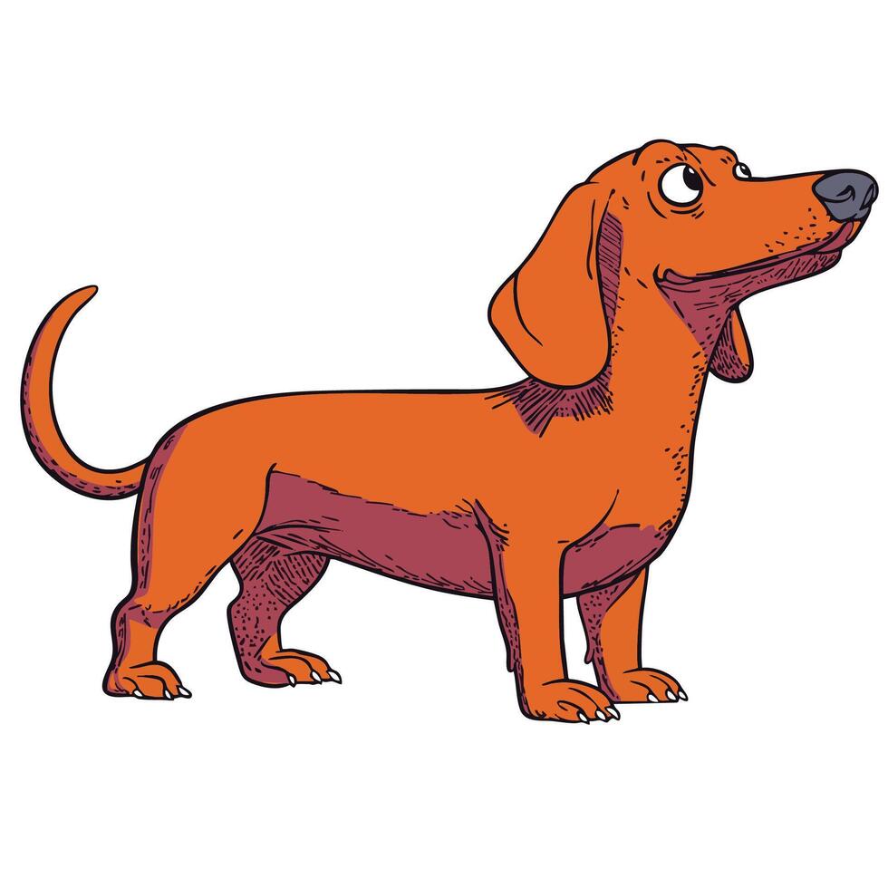 Cartoon Dachshund with Curious Expression in Vintage Style vector