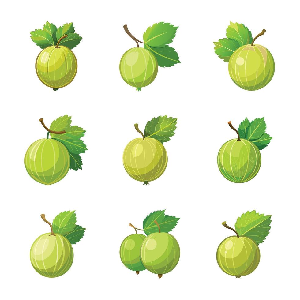 Gooseberry fruit set isolated on white vector