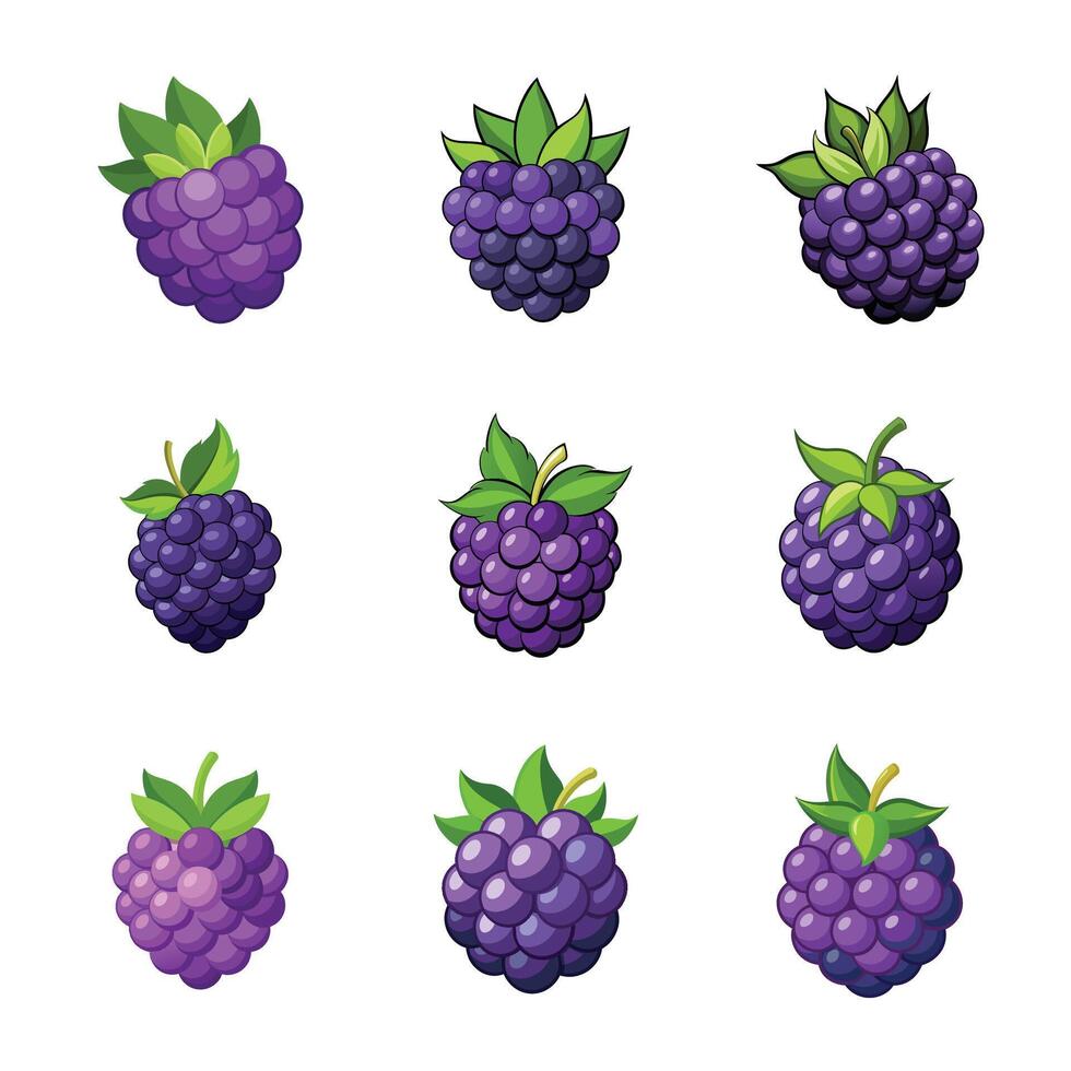 Blackberry fruits set isolated on white vector