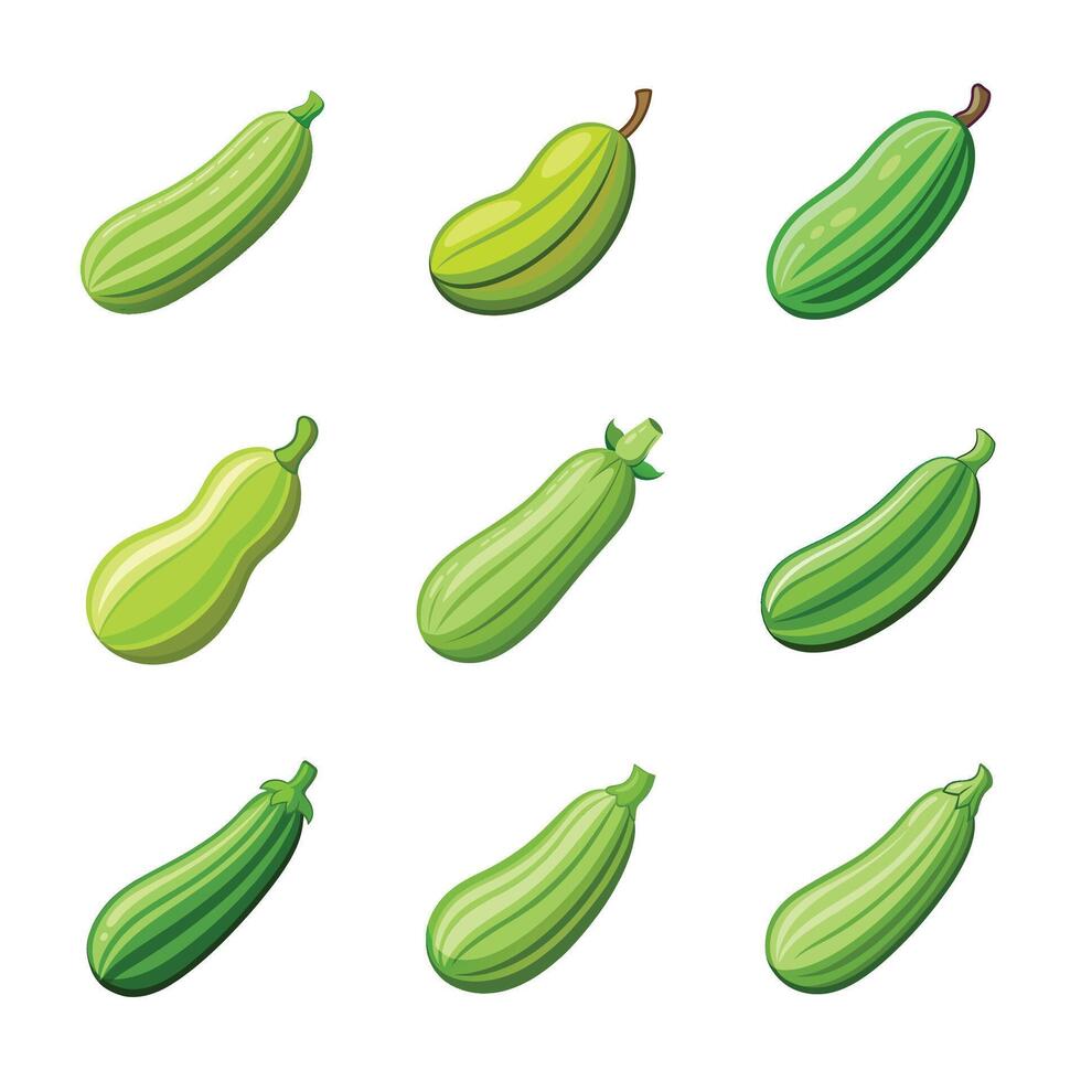 Zucchini set on white vector