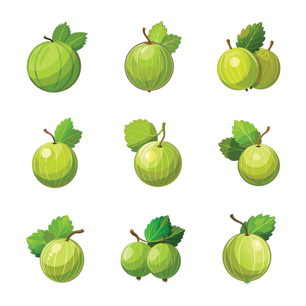Detailed amla fruit elements set vector