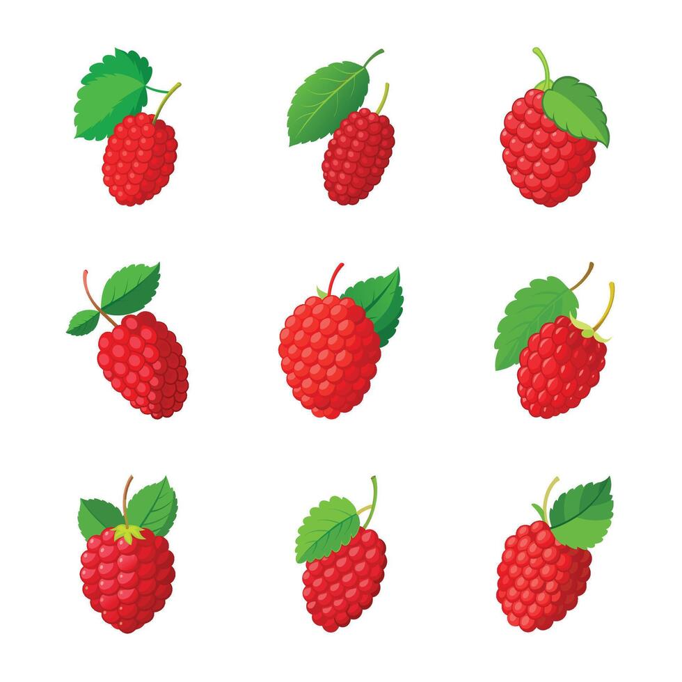 Set of raspberry fruit isolated on white vector