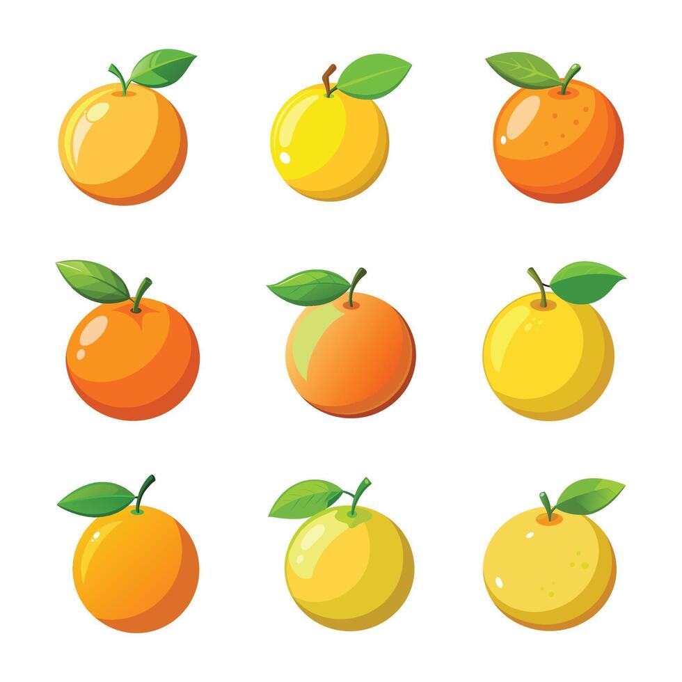 Set of orange fruit vector