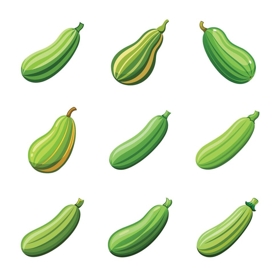 Set of zucchini vector