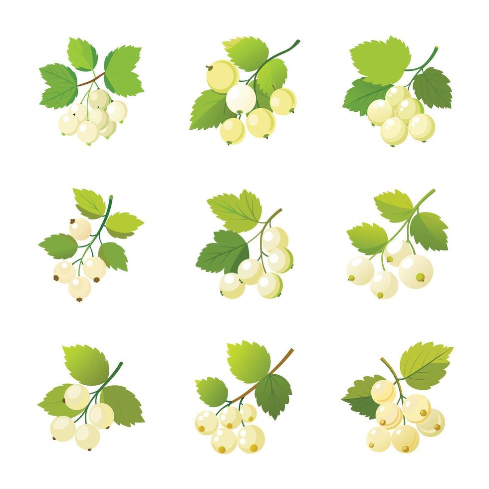 White currant fruit set vector