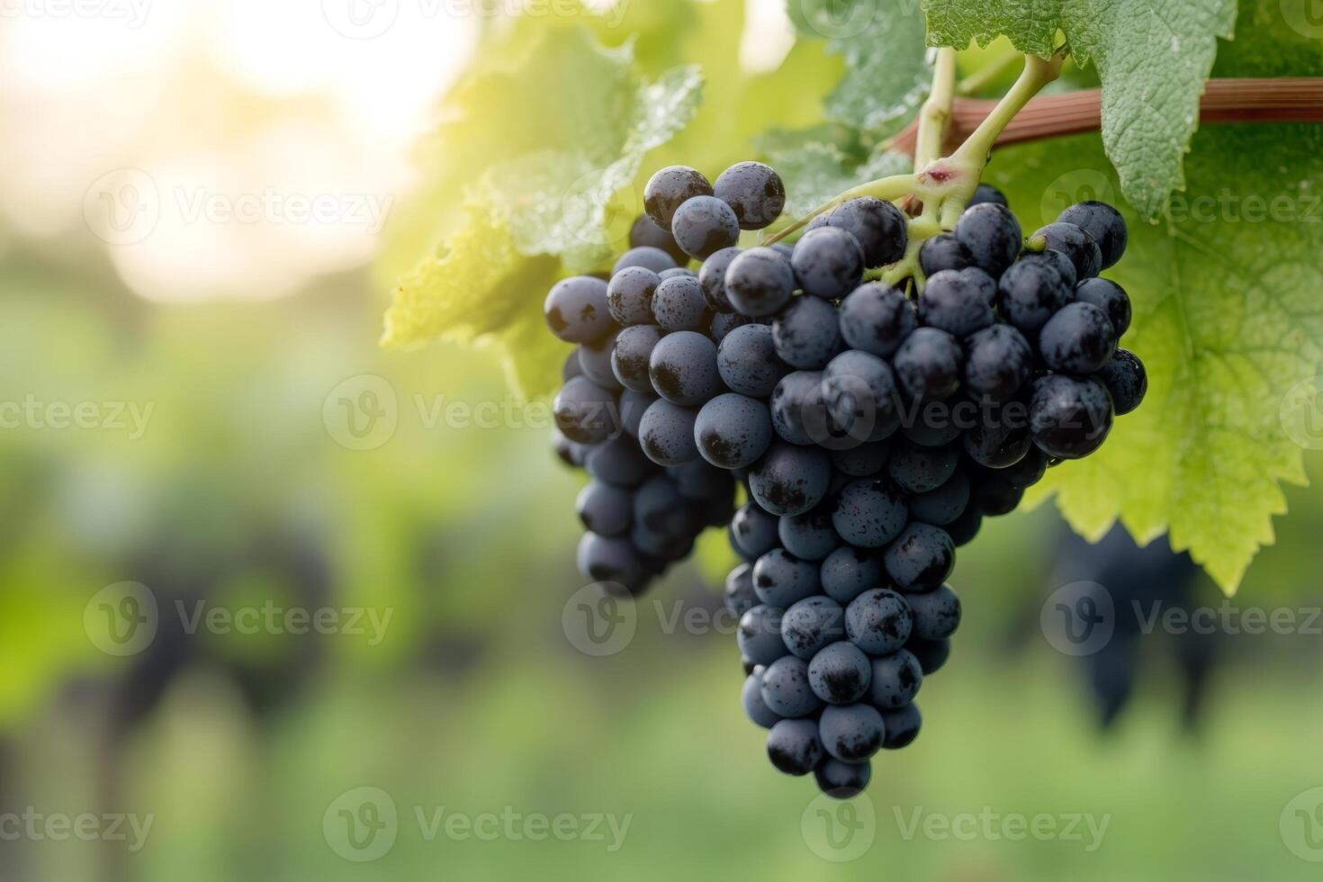 Freshly harvested black grapes hanging from vine in vineyard during golden hour lighting photo