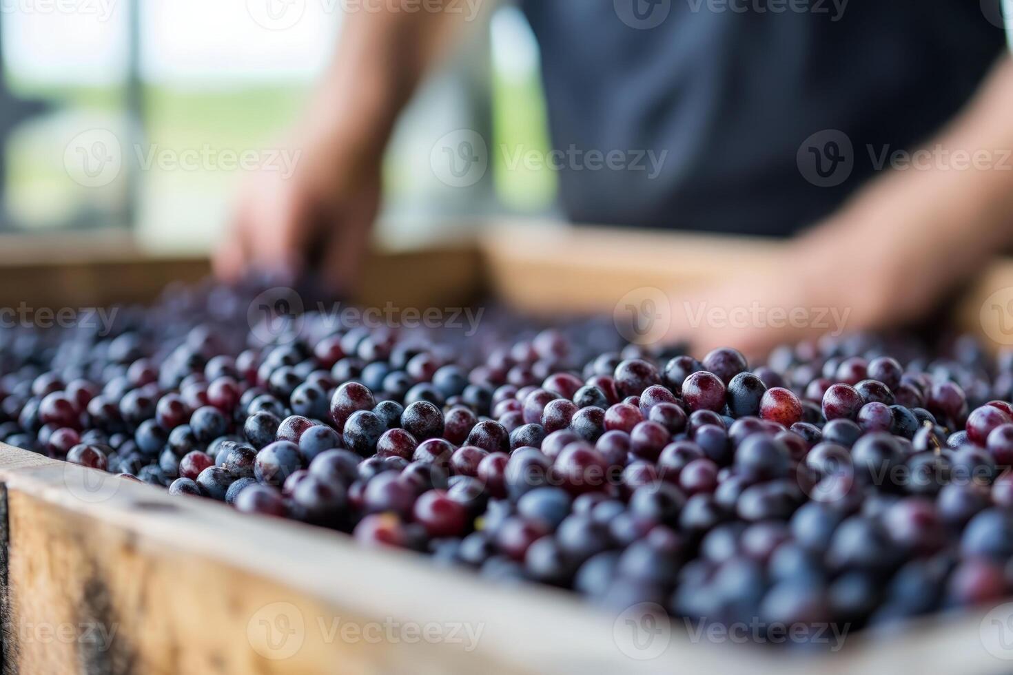 Harvesting fresh grapes in a vineyard during the daytime photo