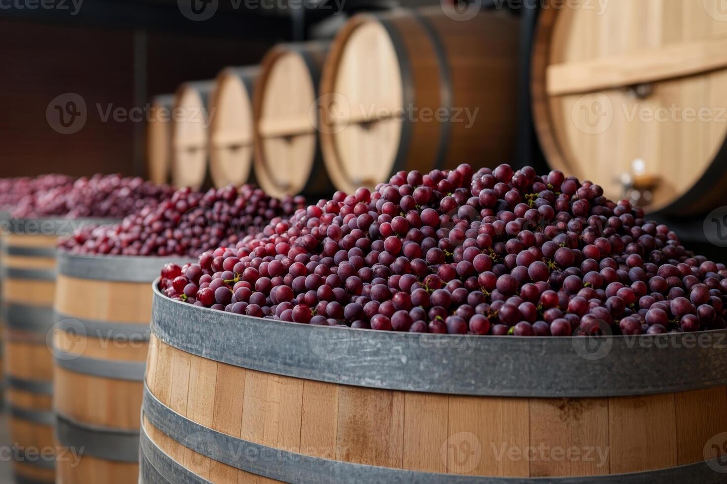 Grapes harvested and stored in wooden barrels at a winery during the grape harvest season in autumn photo