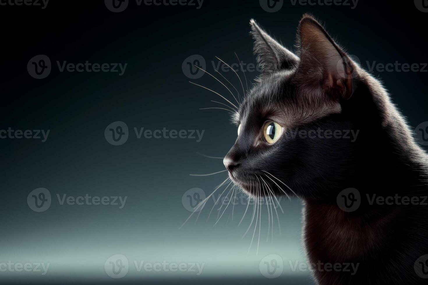 Elegant black cat gazing thoughtfully against a dark background in a serene setting photo