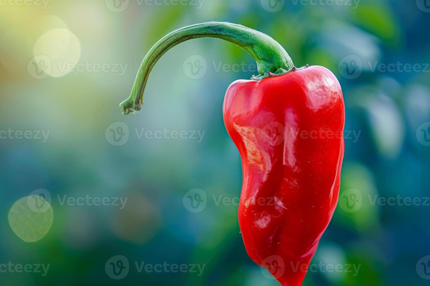 A red pepper hanging from a vine photo
