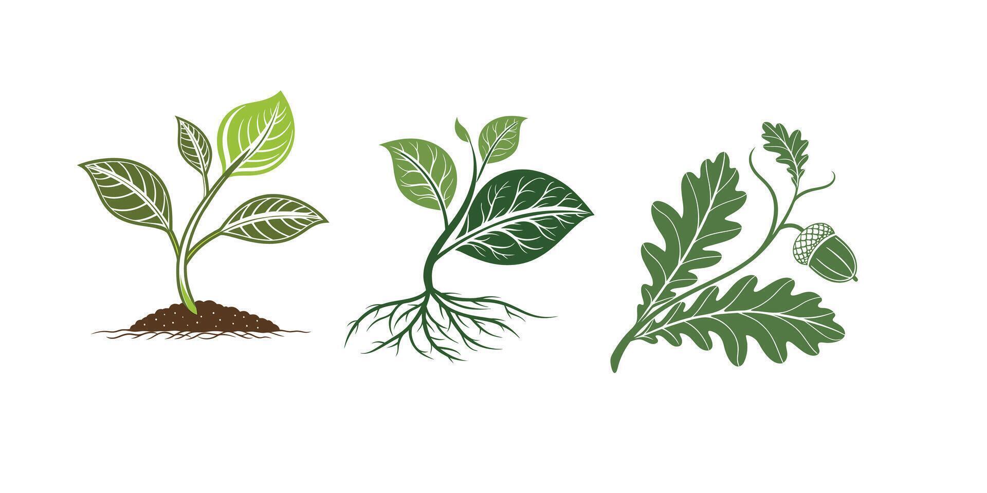 organic leaf and sprout icon vector
