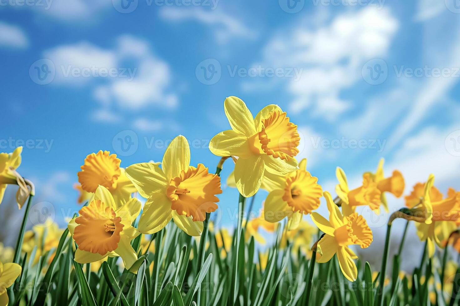 Yellow daffodils in a field with blue sky photo