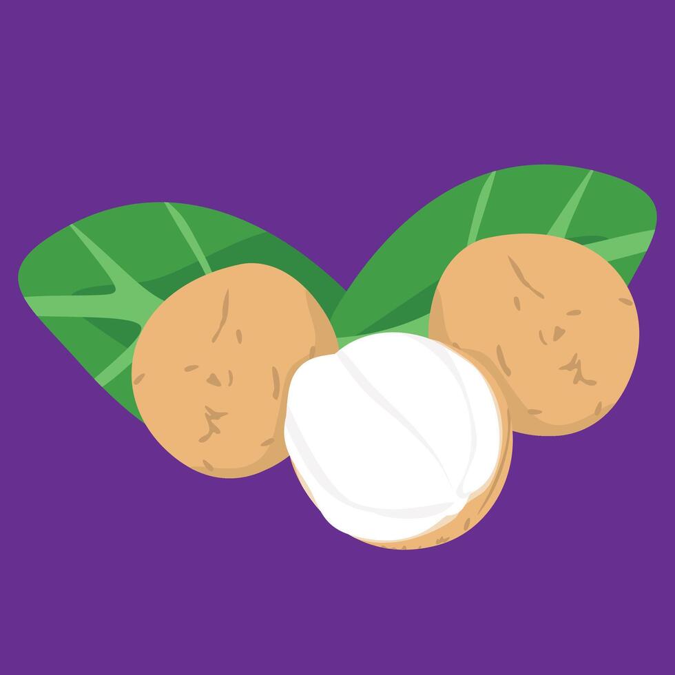 duku hamlet fruit fresh flat design fruit exotic and fresh fruits indonesian fruit vector