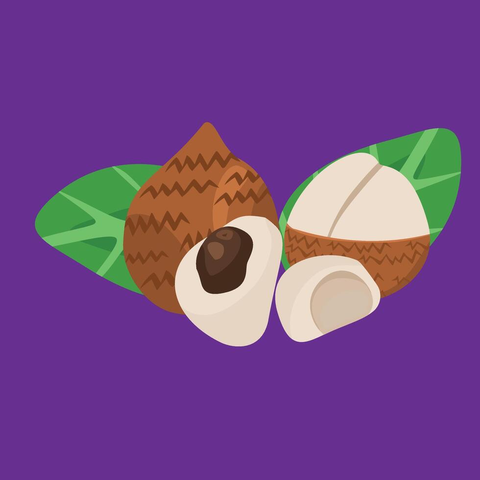 Salak tropical exotic Asian snake fruit vector