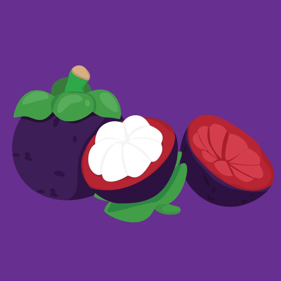 Manggis mangosteen fruit fresh flat design fruit exotic and fresh fruits vector