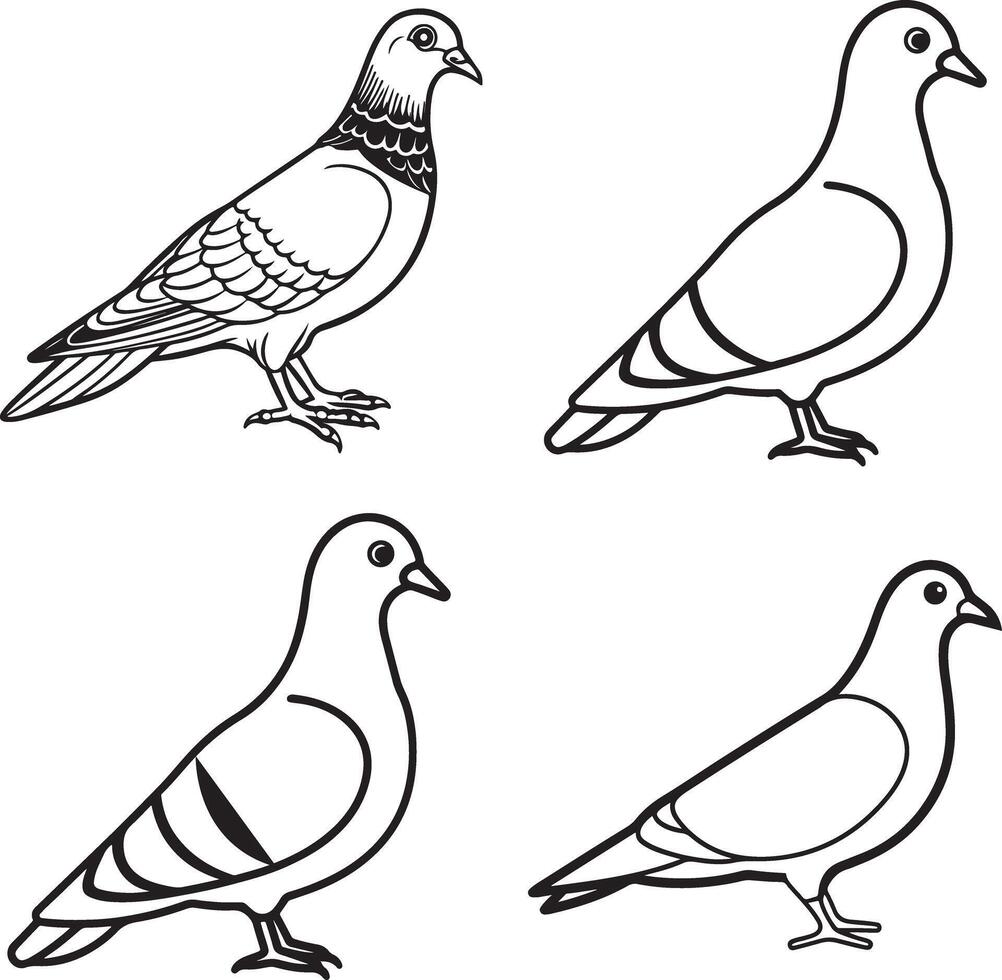 pigeon line art illustration design vector