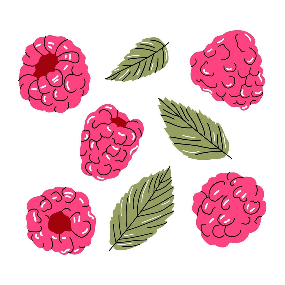 Hand drawn raspberry berries and green leaves on a white background. Bright and fresh botanical illustration in a doodle style. Perfect for packaging, prints, and textile design. vector