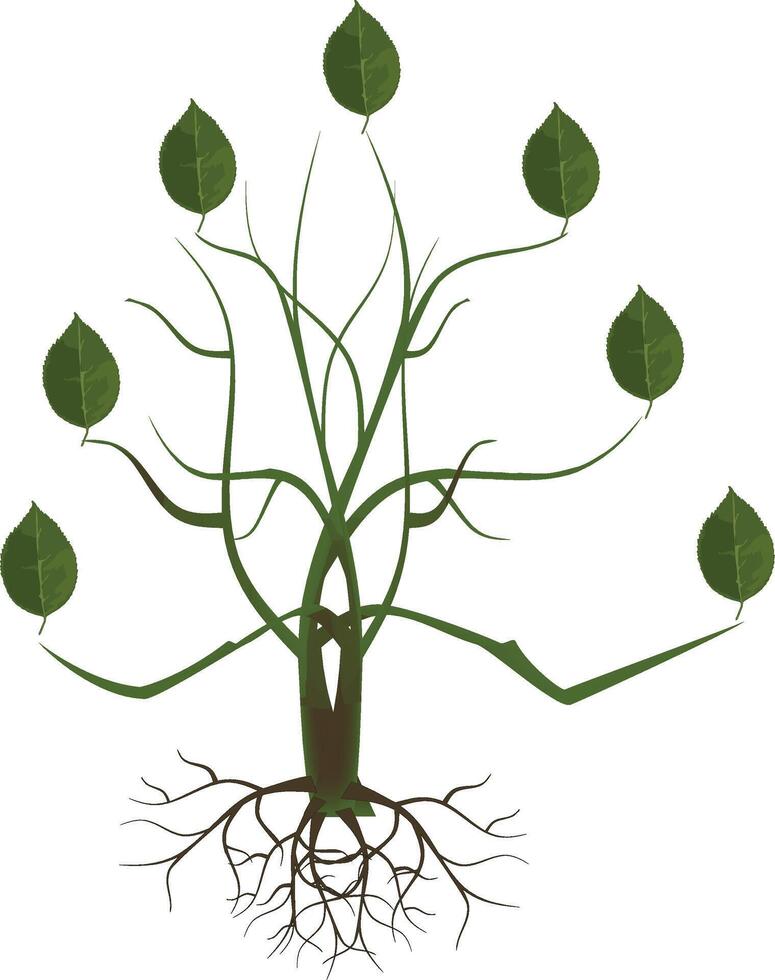 Illustration of a young deciduous tree with roots and green leaves, isolated on a white background vector