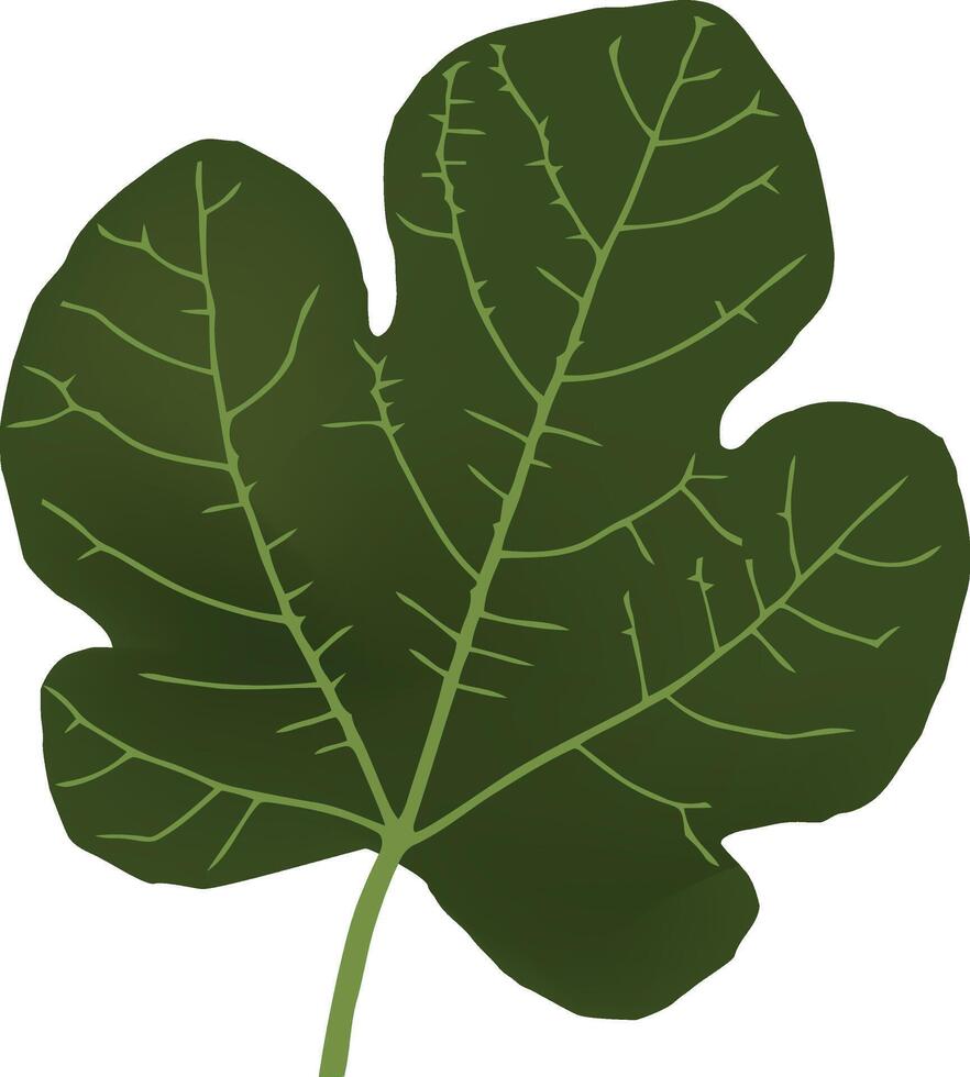 Illustration of a single fig leaf with detailed veins and lobes, isolated on a white background vector