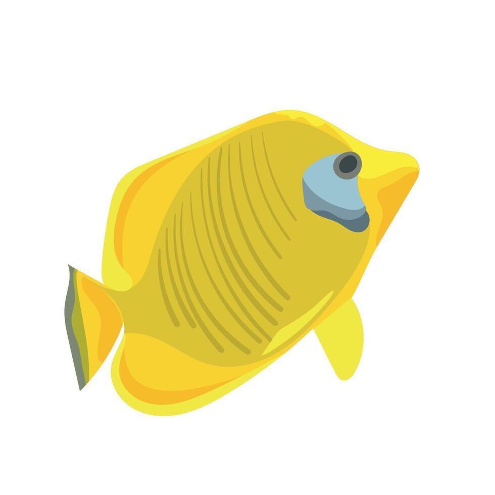 drawing tropical fish, yellow tang, lemon sailfin, somber surgeonfish, Zebrasoma flavescens isolated at white background, hand drawn illustration. Barbus semifasciolatus vector