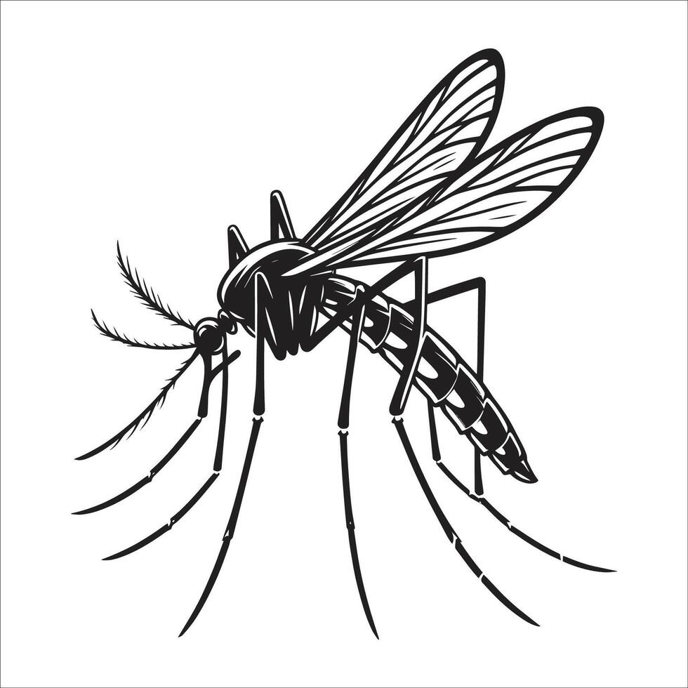 Black and White Mosquito Illustration Detailed Insect Silhouette vector