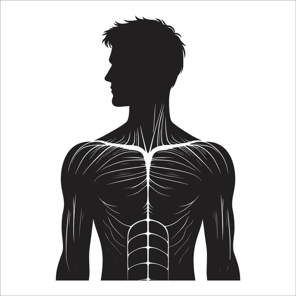 The human body is shown in silhouette with the muscles highlighted vector