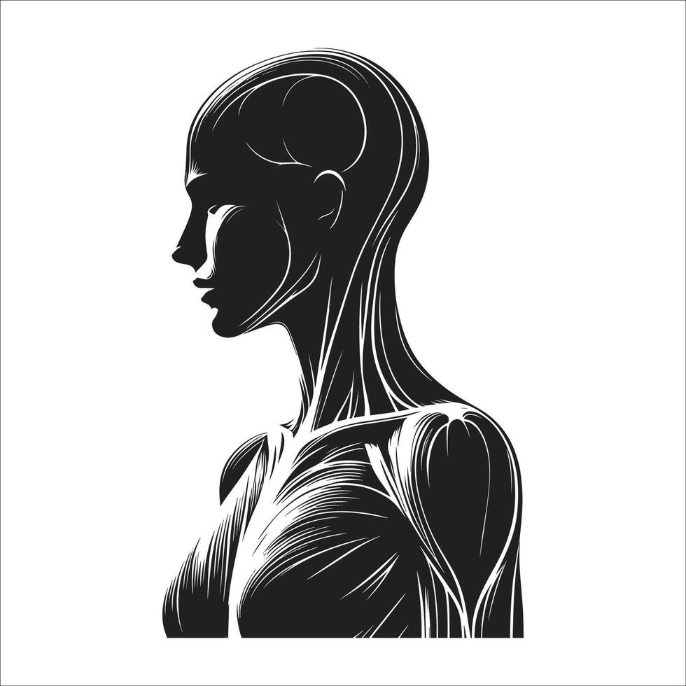 The female body with muscles and muscles on a white background vector