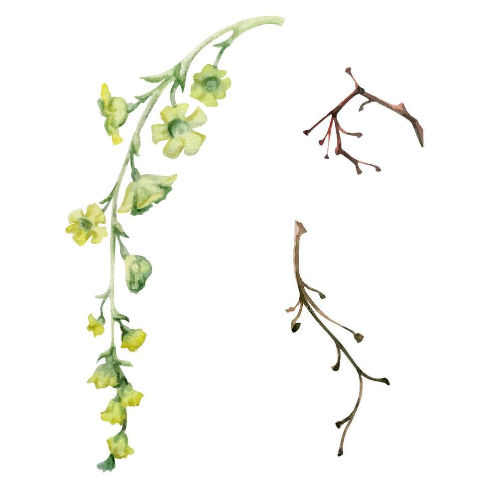 Tree, berry or bush plant flower, long stem branch twig cluster hand drawn in watercolor, early spring, late autumn or winter. Botanical illustration element isolated on white. Wedding, florist shop. vector