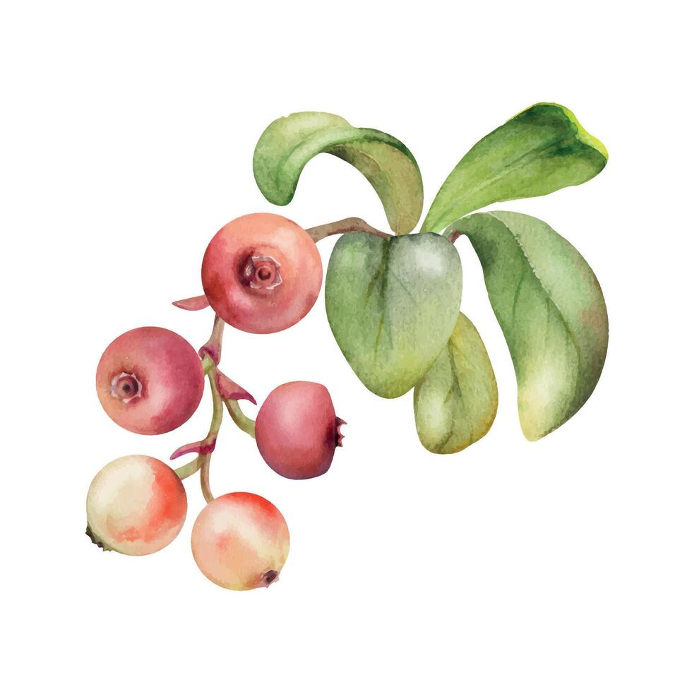 Cranberry lingonberry on branch with green leaves, hand drawn in watercolor, ripe forest berry bearberry teaberry wintergreen cluster group. Isolated botanical illustration, for menu, farmers market vector