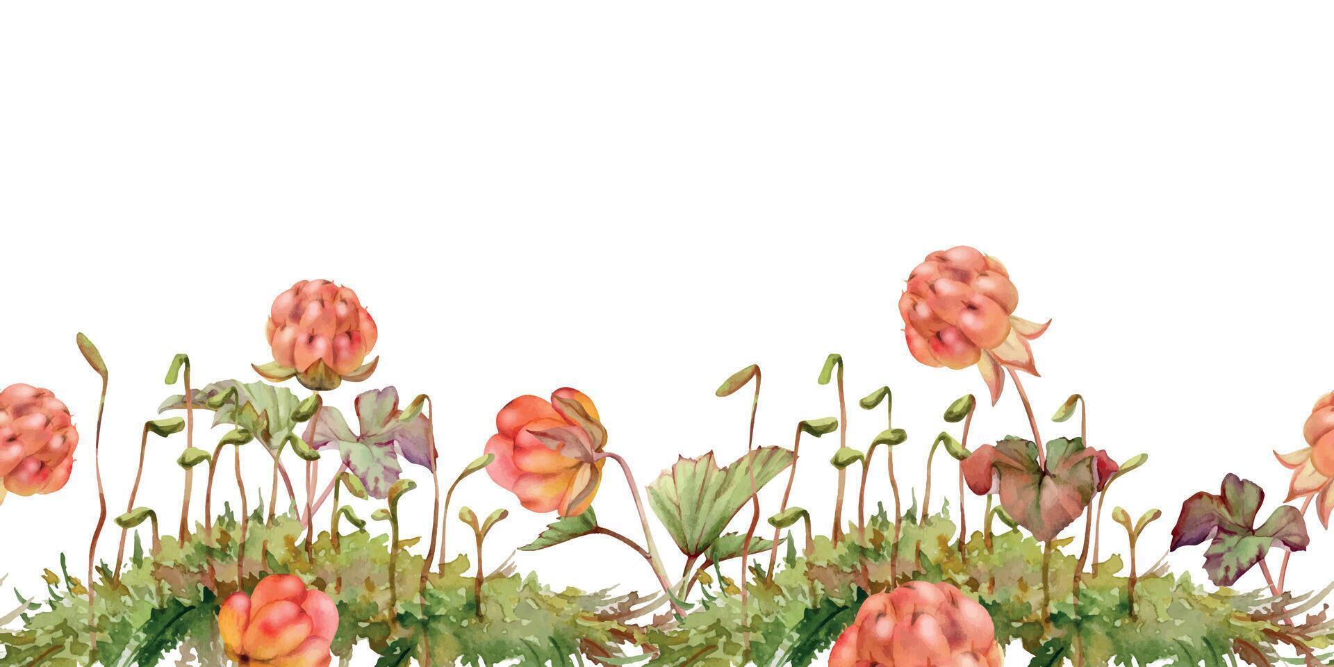 Cloudberry raspberry in moss grass, hand drawn in watercolor, forest berry in group clusters on stems. Seamless banner garland illustration, for restaurant, dessert cafe menu, wedding, farmers market vector