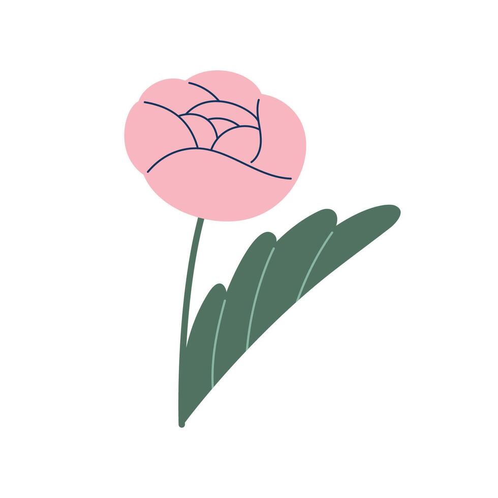 Stem with leaves and flower of Pink peony. Flower of Pink peony, isolated on white background. Doodle style. Hand drawn icon. vector