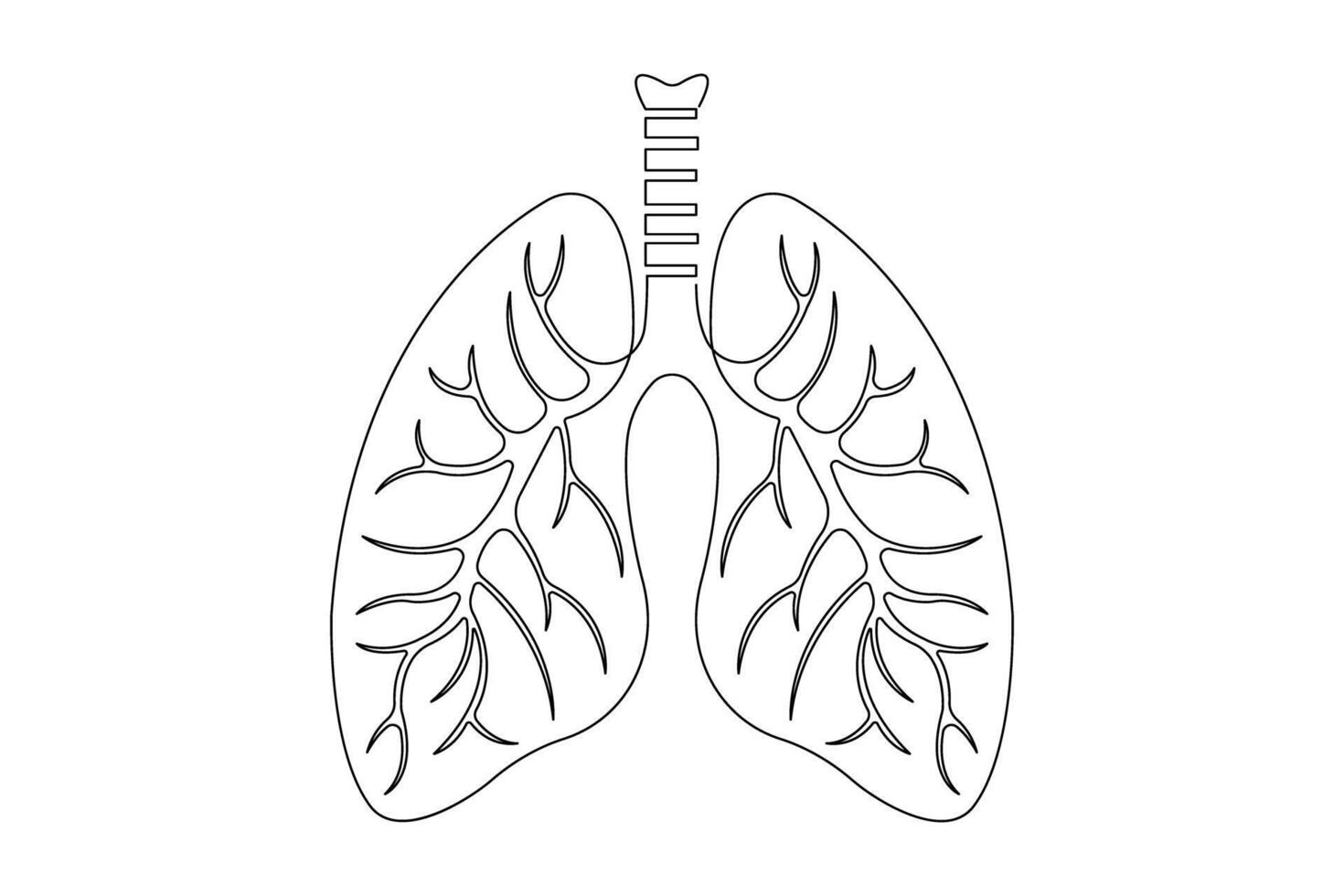 Anatomical human lungs continuous single line art drawing illustration. Dynamic medical internal anatomy icon vector