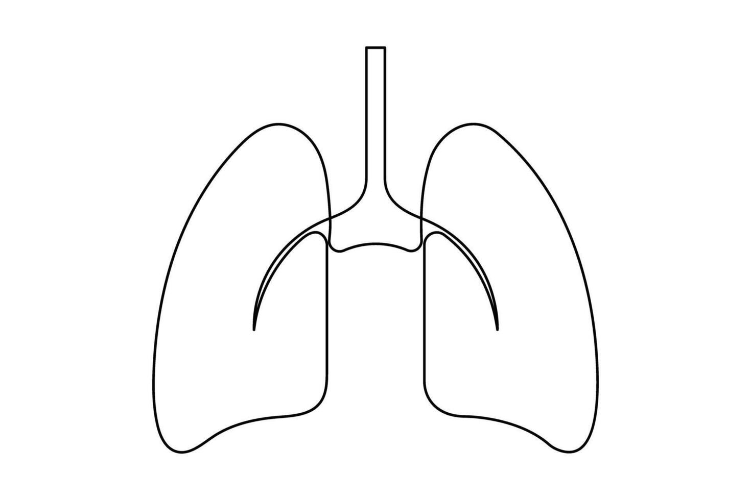 Anatomical human lungs continuous one line art drawing illustration. Dynamic medical internal anatomy icon vector